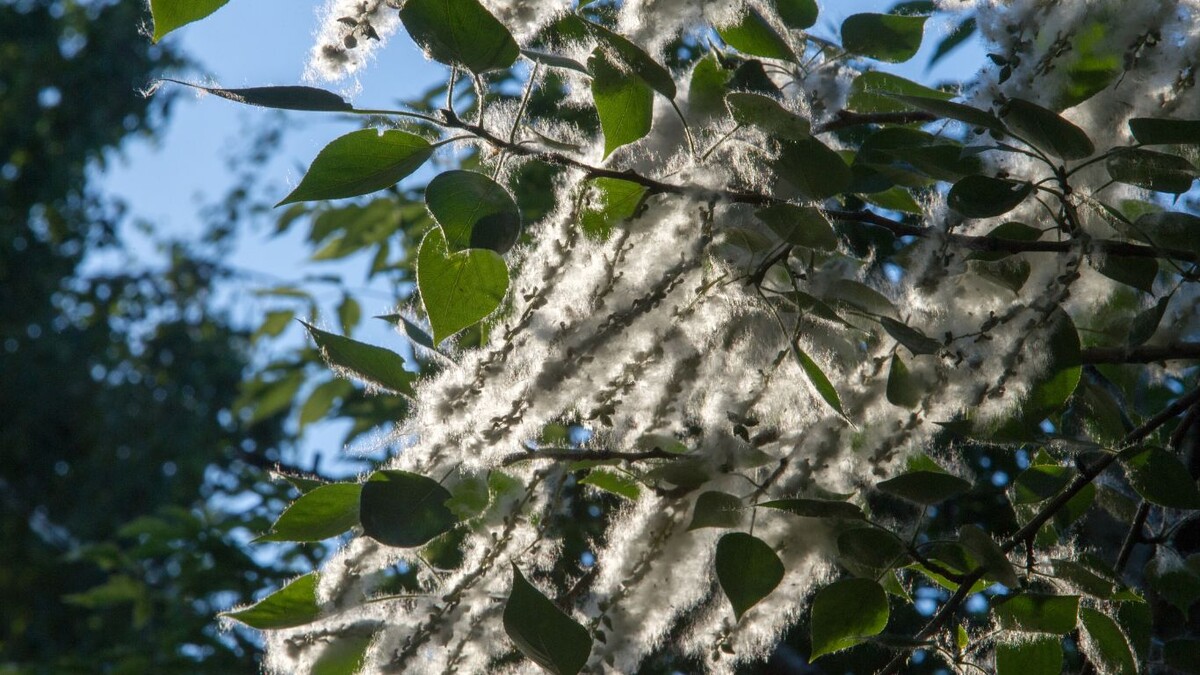 Не пух виноват: почему Вы задыхаетесь летом и что с этим делать 