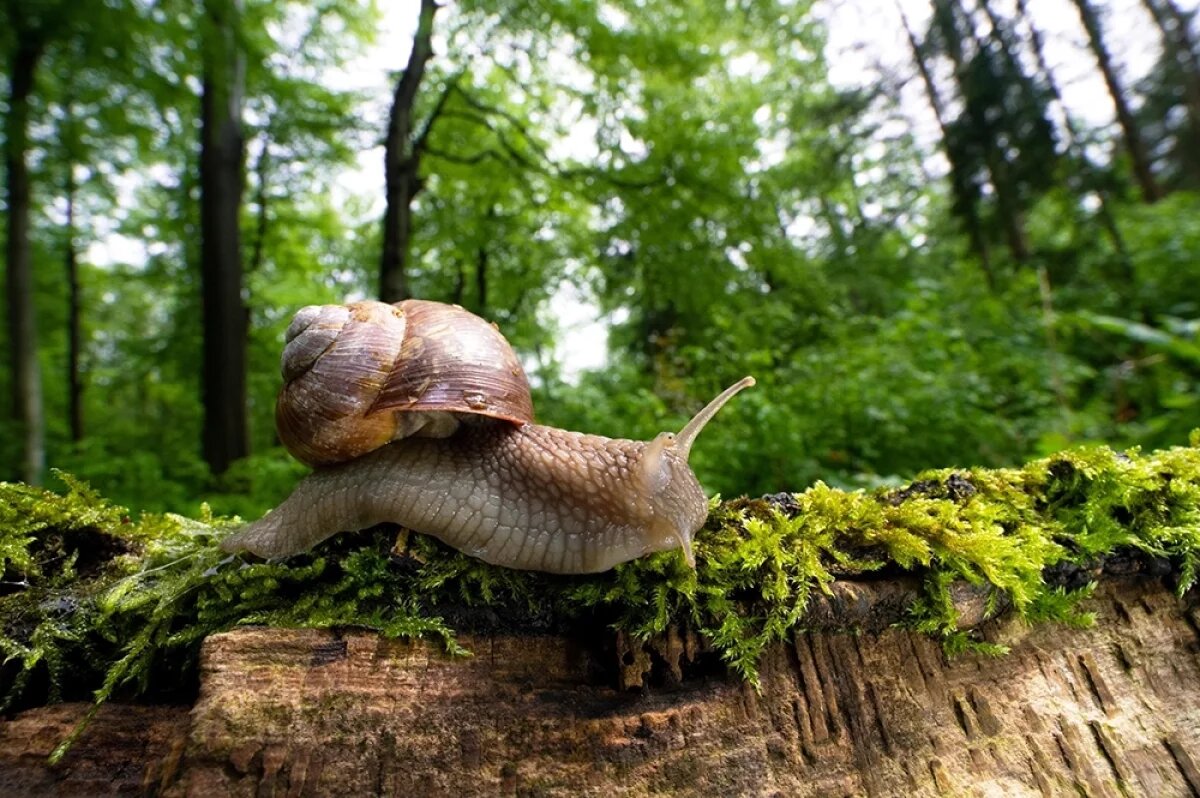    Улитка Helix Pomatia.