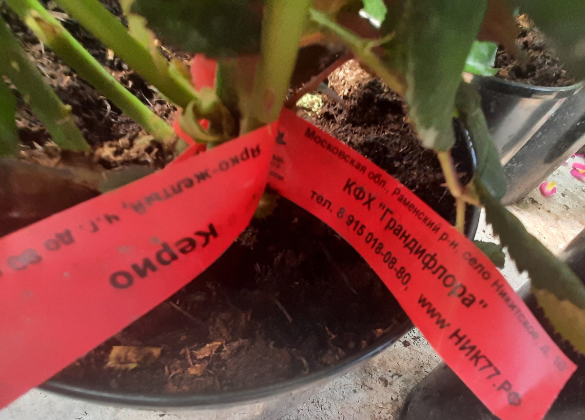 Все фотографии в статье мои