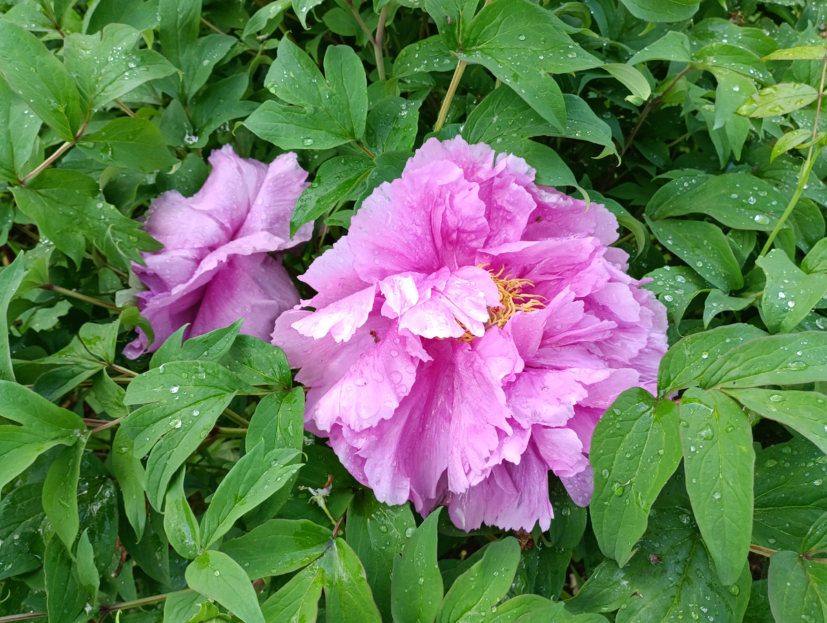 Пион древовидный "Каматанишики" (Paeonia Kamatanishiki)