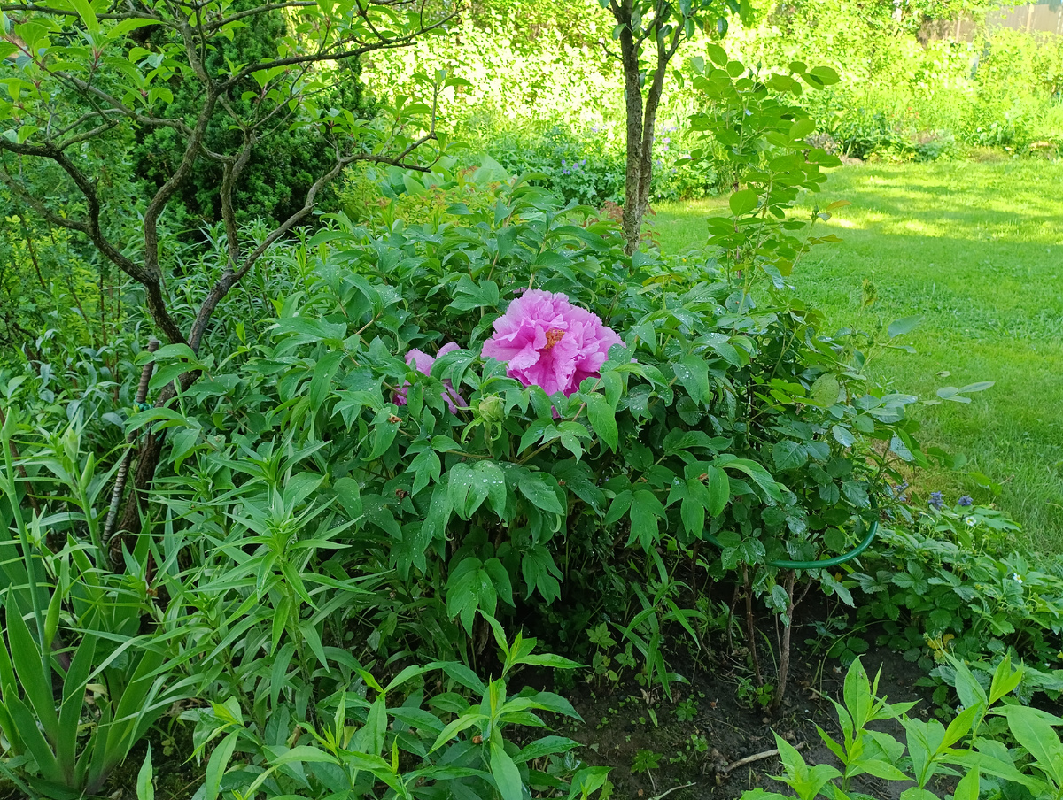 Пион древовидный "Каматанишики" (Paeonia Kamatanishiki)