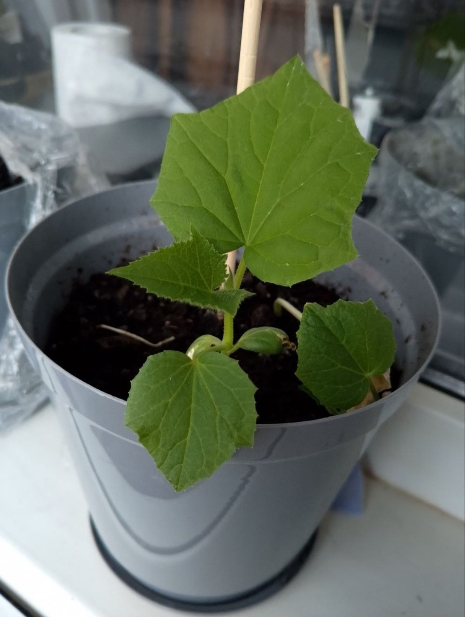 Это стало выглядеть вот так 