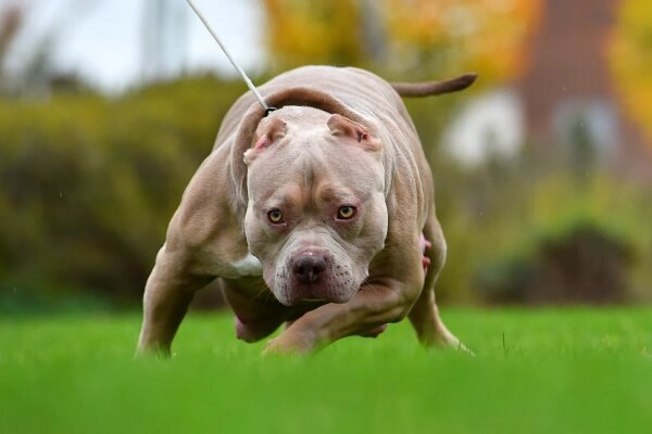 Американские булли выглядят как настоящие решалы, но обладают весёлым и игривым нравом. Обложка © Shutterstock / FOTODOM / alberto clemares exposito