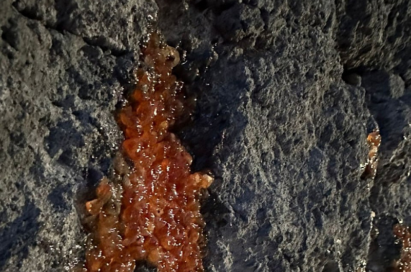 Филипп Крикунов