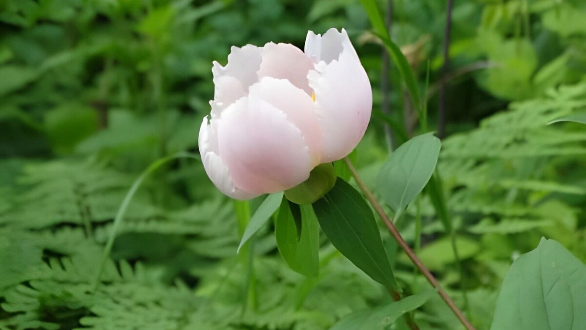     Источник: Красная книга