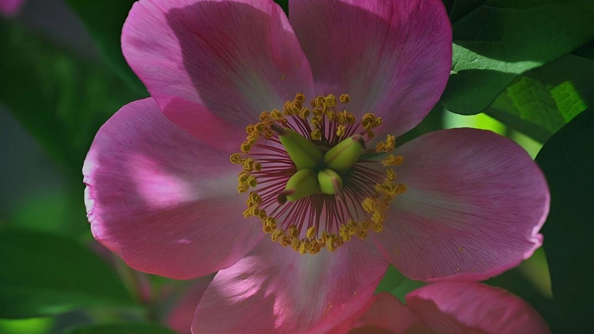     Источник: Красная книга