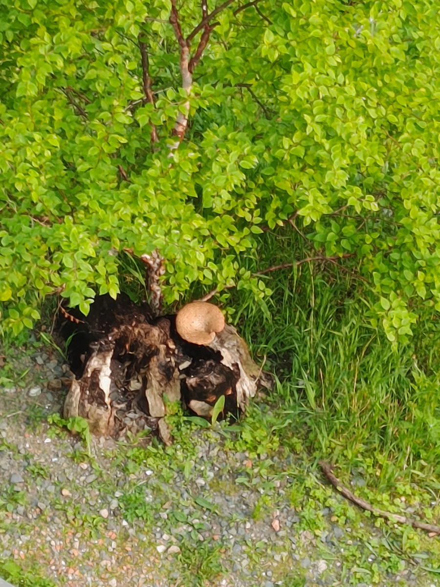 Грибы мая. фото Компанец Д. А.