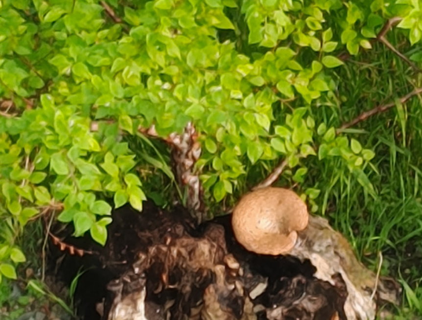 Чешуйчатый пестрец фото Компанец Д. А.