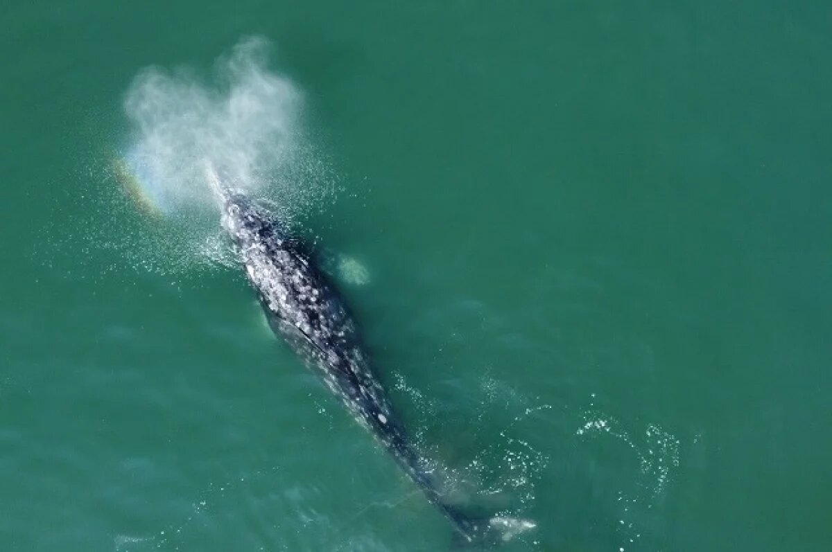    В Кроноцком заповеднике за китами и сивучами будут следить беспилотники