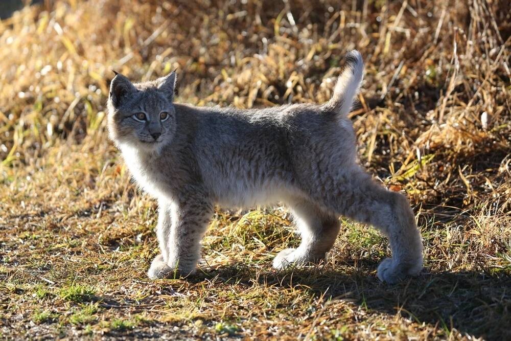 Фото: Рысёнок / Григорий Маркевич / Кроноцкий заповедник
