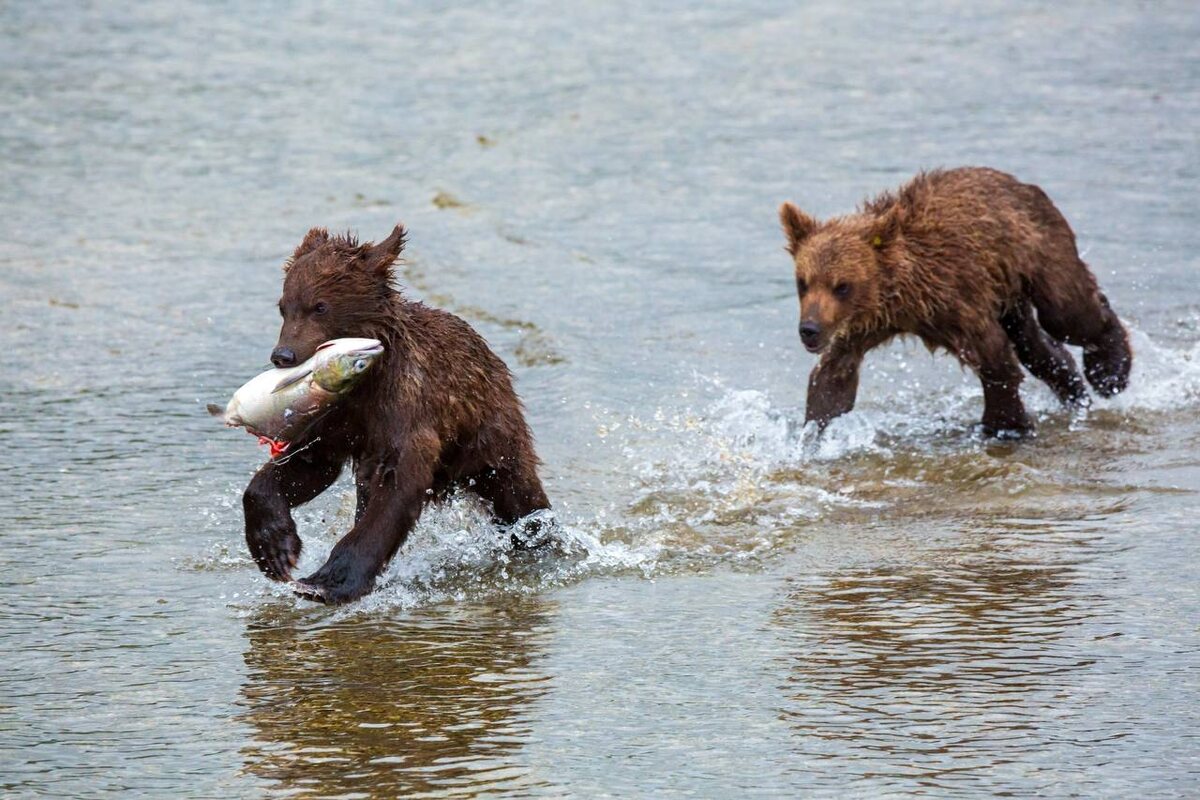 Фото: Успешная рыбалка медвежат / Денис Будьков / Кроноцкий заповедник