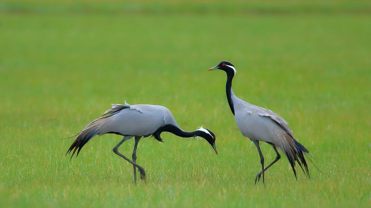    Фото: Wang LiQiang/Shutterstock/Fotodom