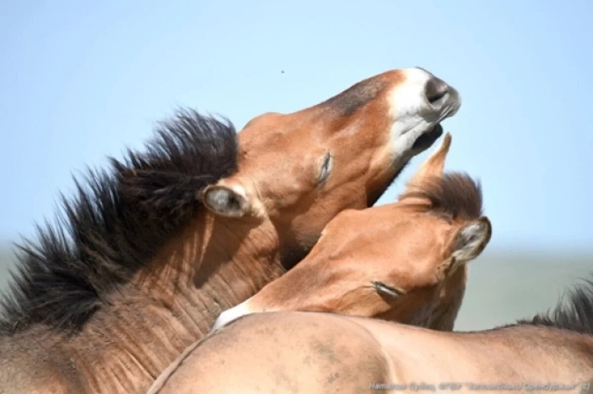    Irozhlas: лошадь Пржевальского остановила движение автомобилей в Праге