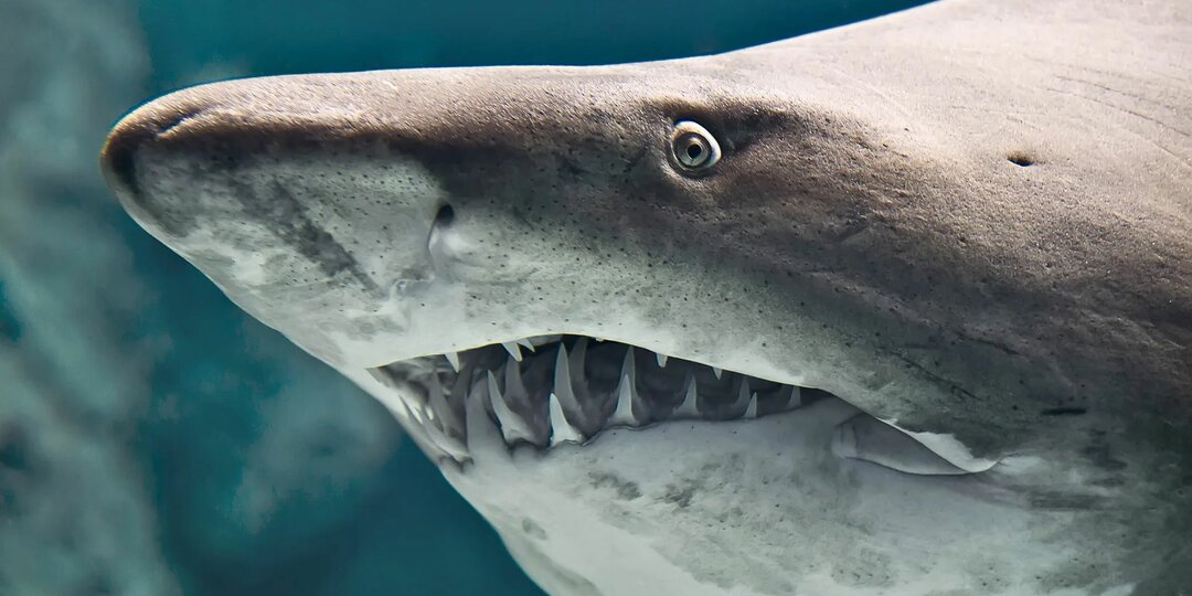 5 распространенных мифов об акулах, в которые пора перестать верить