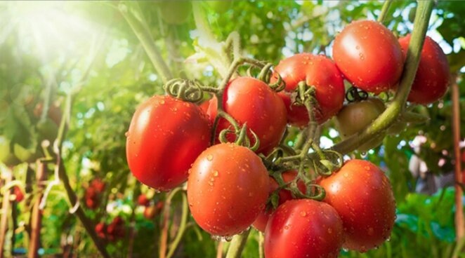 Подкормка томата для первой кисти: 3 модных удобрения портят ему жизнь - агрономы советуют. Наливаются медленно, мелкие, приходит вершинка