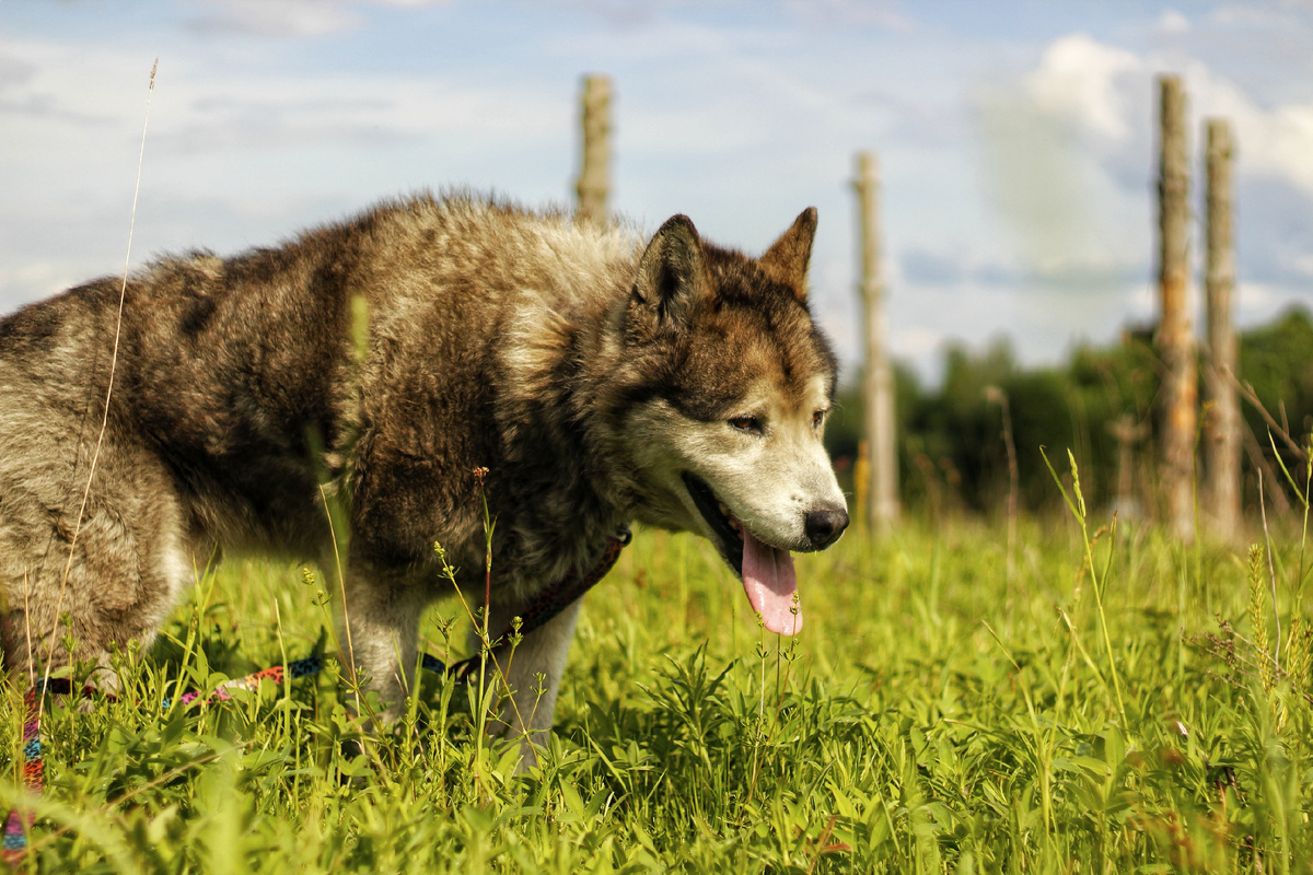 Очень уставший маламут Цитрус до мытья, весь в угле