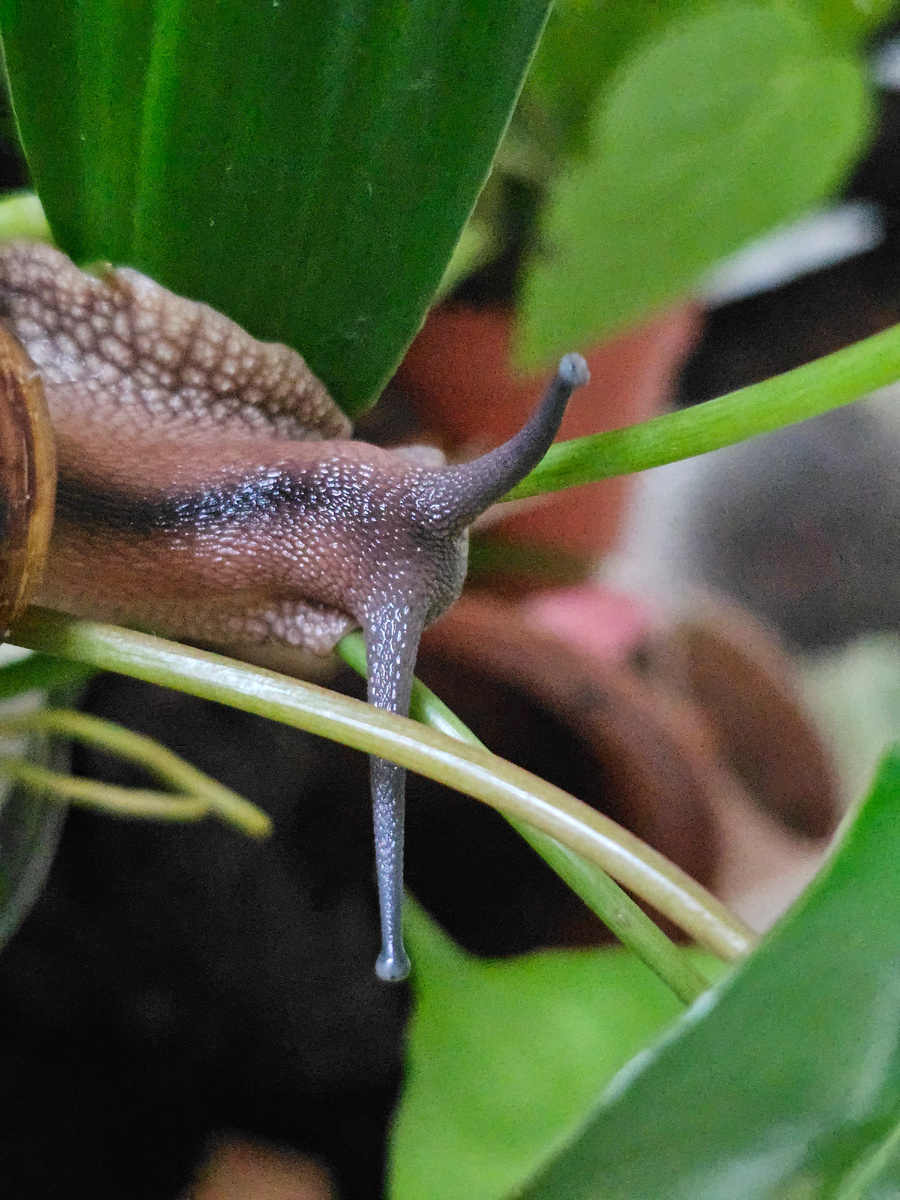 Улитка среди растений - у себя дома. Это видно по поведению: животному хорошо.