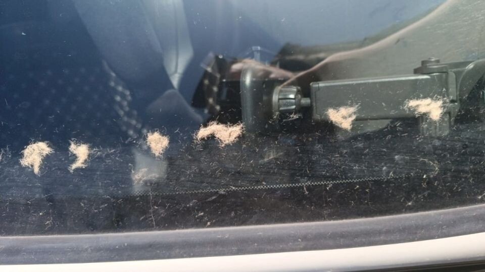    Древесное волокно на автомобильном стекле. Источник: t.me/vestialtai