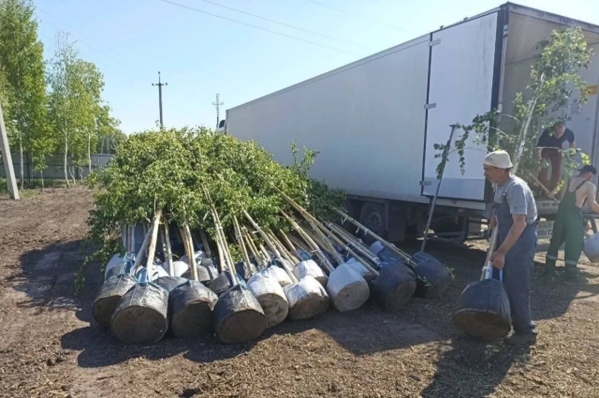    В Новосибирск привезли 150 декоративных берёз для озеленения города
