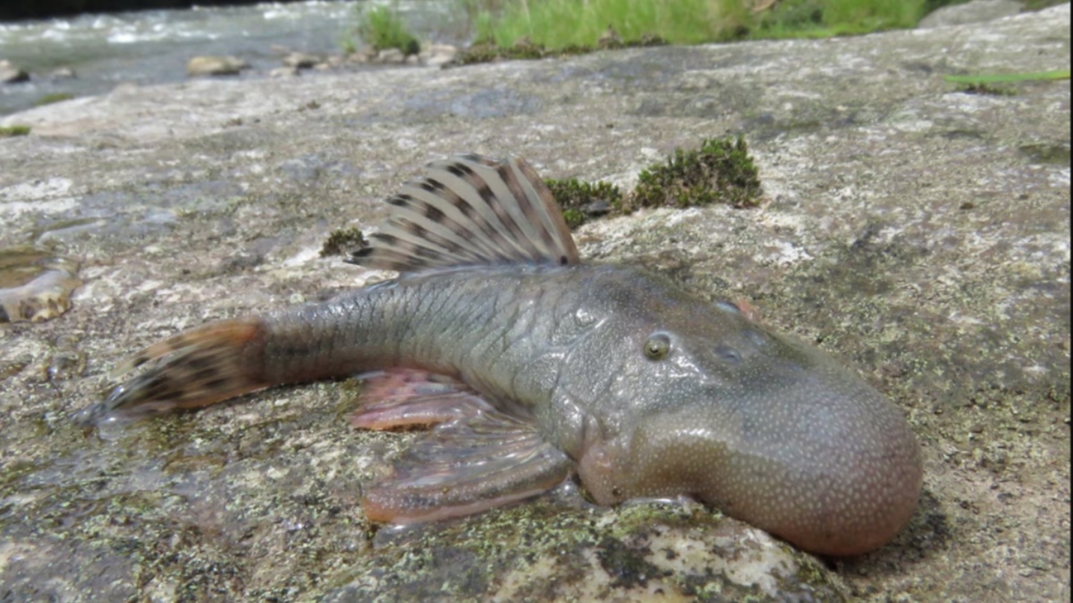 Новый вид рыб с «капельной головой». Функция их необычной структуры остается загадкой. Фотография: Робинсон Оливера