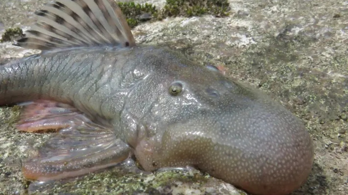 Новый вид рыб с «капельной головой». Функция их необычной структуры остается загадкой. Фотография: Робинсон Оливера