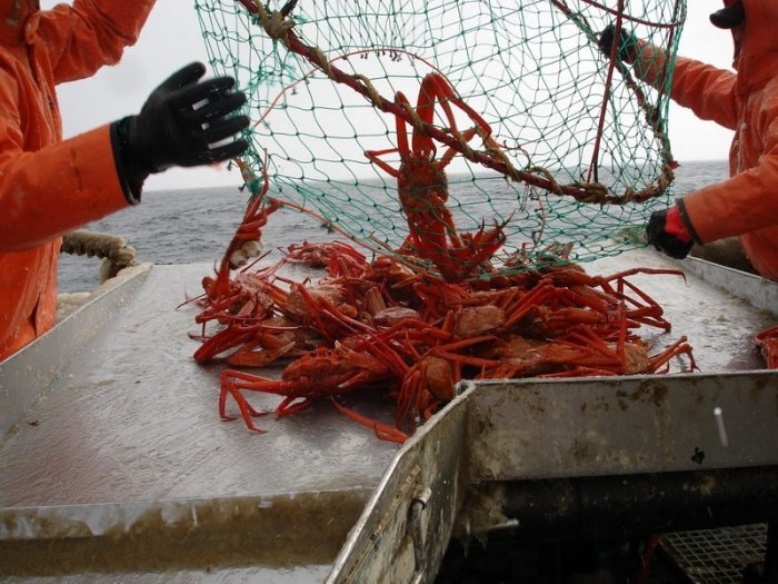 Промысел краба / фото: Магадан-ВНИРО 