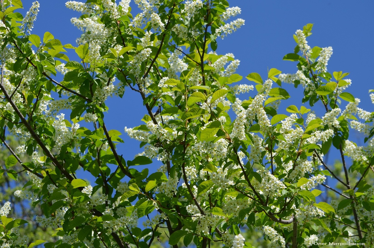 цветущая черемуха в начле мая
