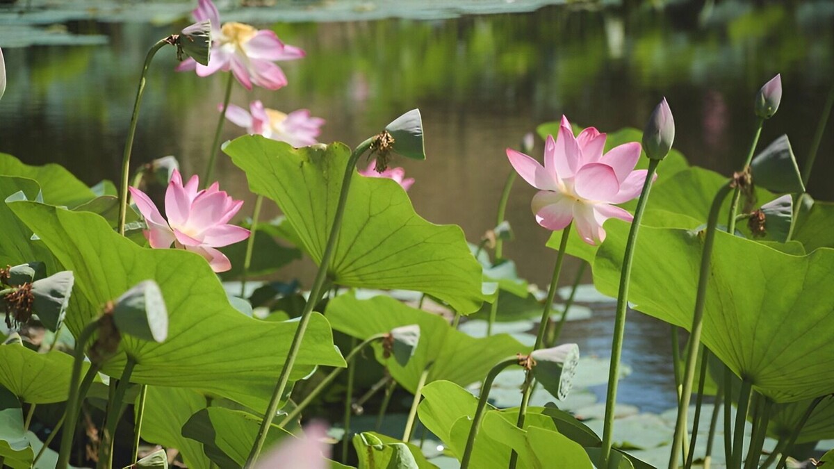     Источник: 1MI