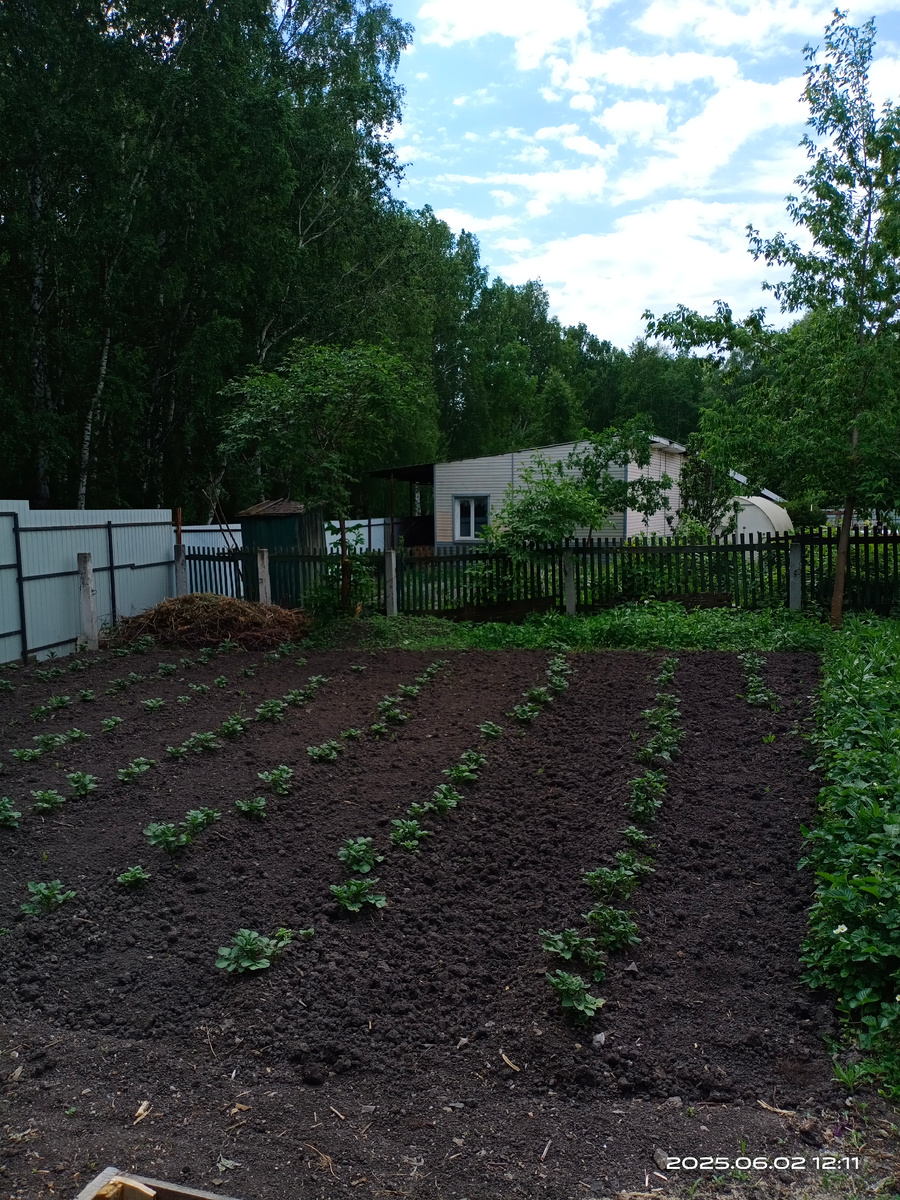 Вчера окучивала картошку 