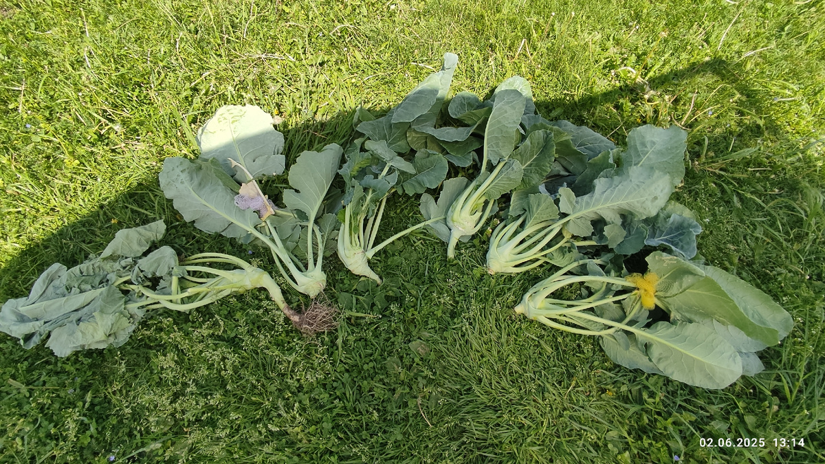 Сорт кольраби гигант