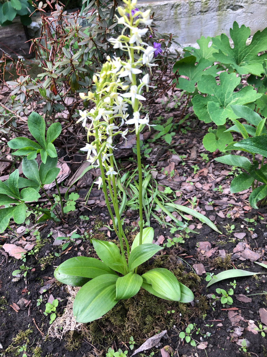 Любка двулистная 