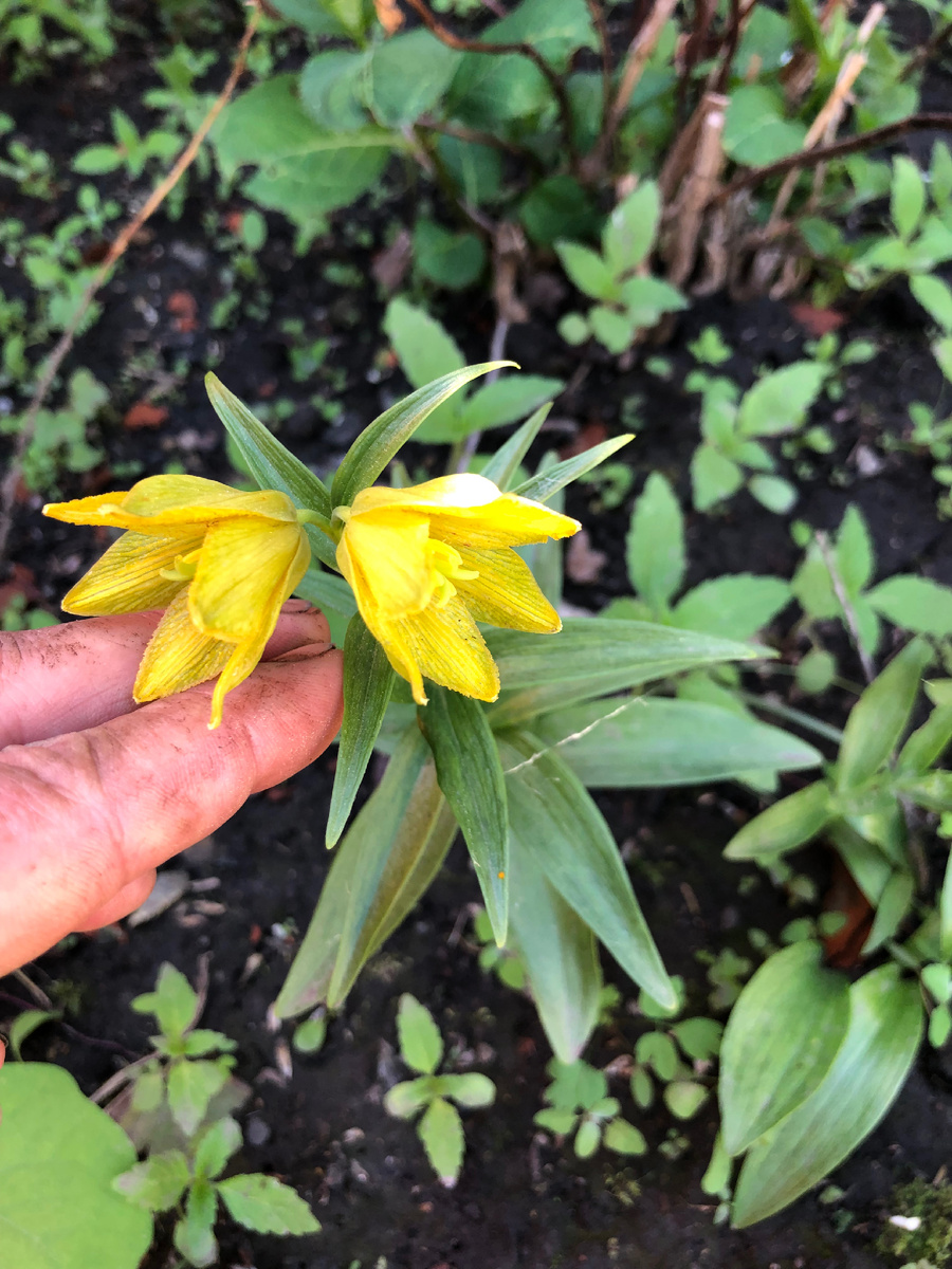 Рябчик камчатский ауреа 