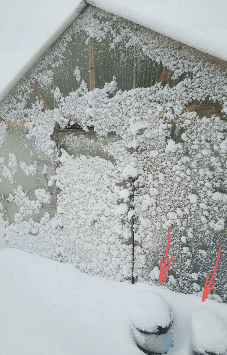 Фото автора. 2 мая 2025г. Картошка в пакетах под красными стрелками.