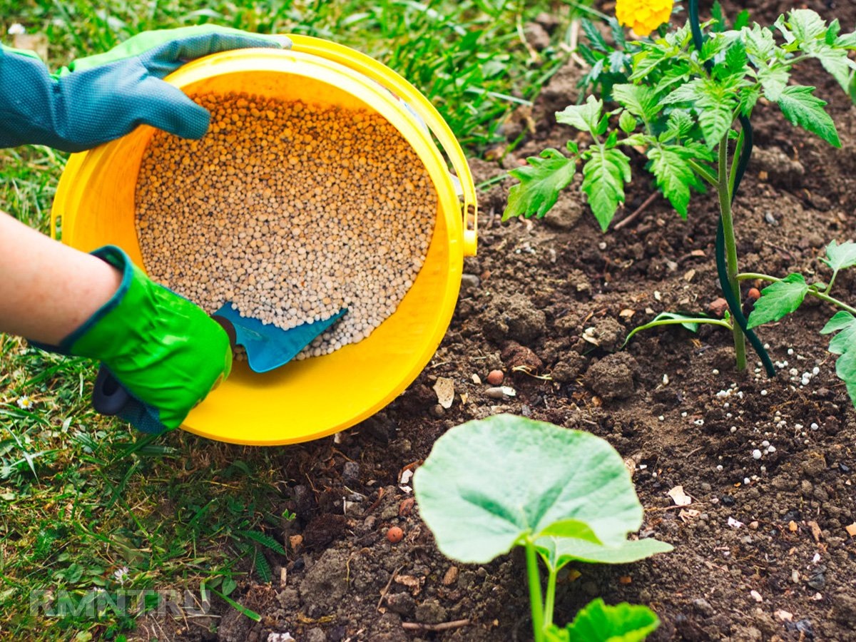   Фото botanichka.ru