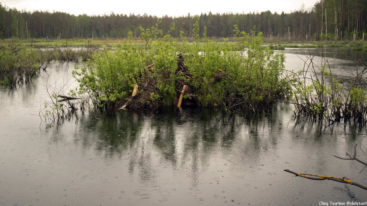 
белозёское болото © deletant