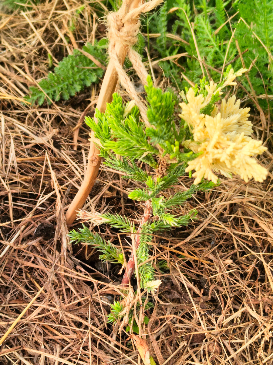 Стрикта вариегатный  можжевельник 