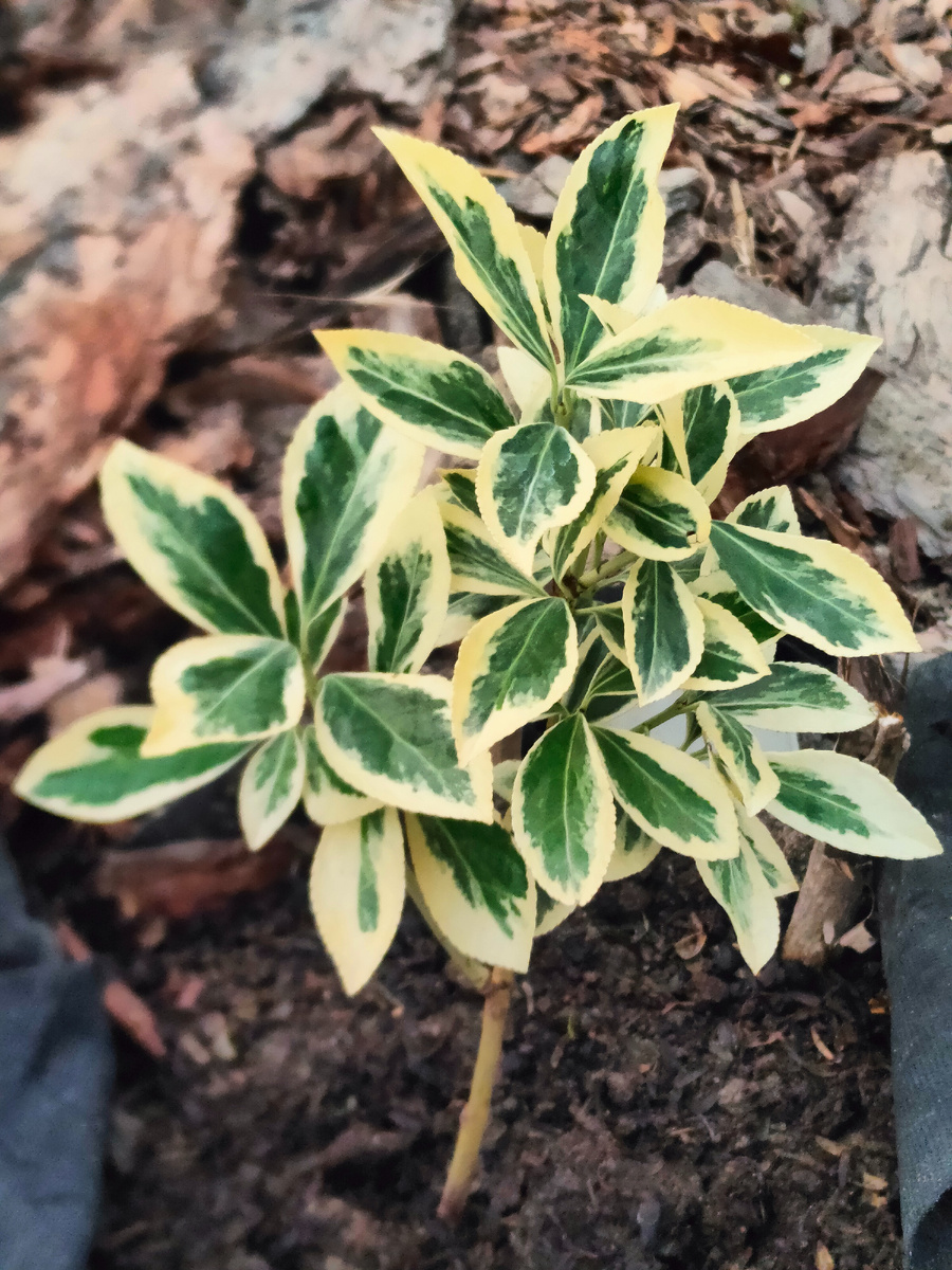 Бересклет Браво