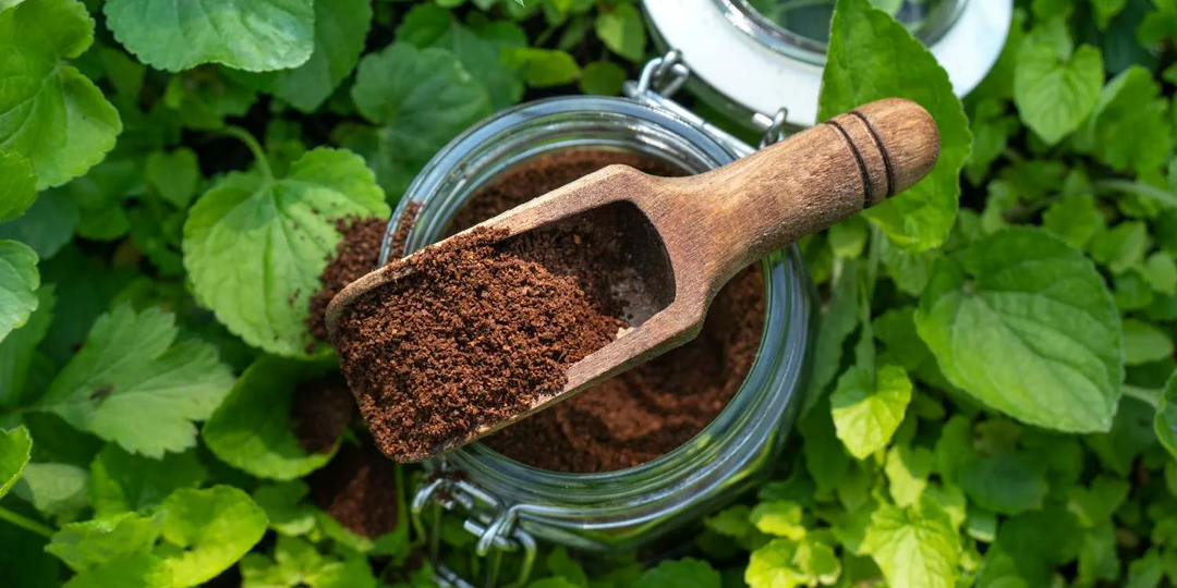 Кофейная гуща: как использовать в огороде и какой от нее эффект