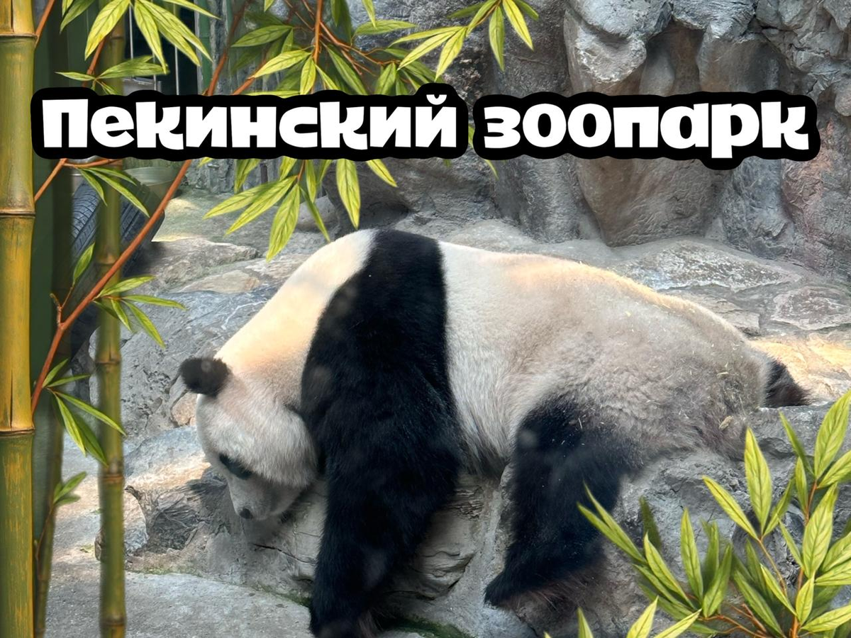 Пекинский зоопарк