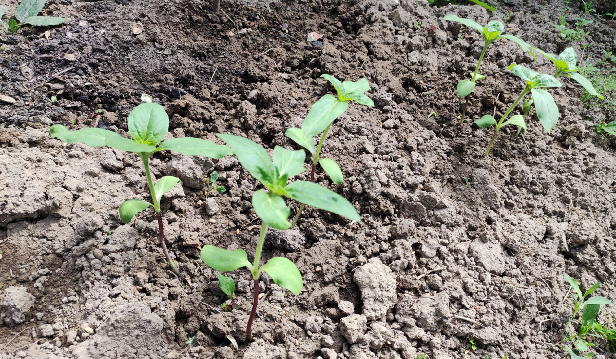 Для этих место нашлось