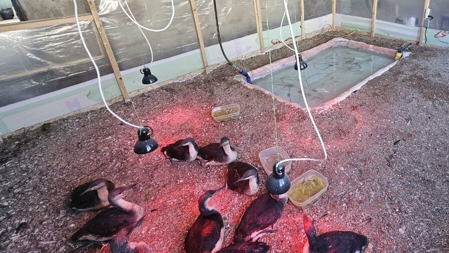    Пострадавшие птицы проходят реабилитацию. Фото из личного архива героя