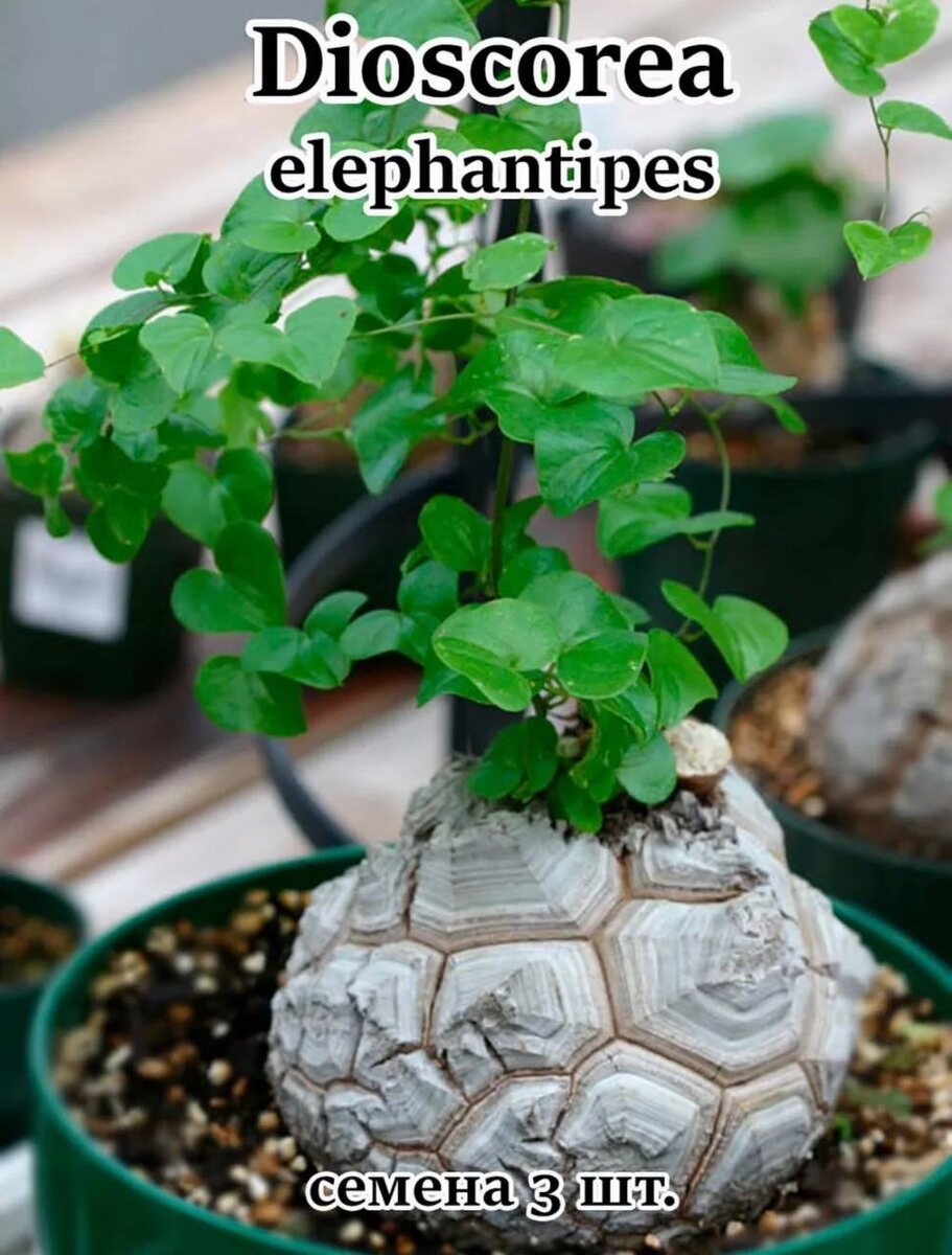 Таким оно должно быть когда выростит. 