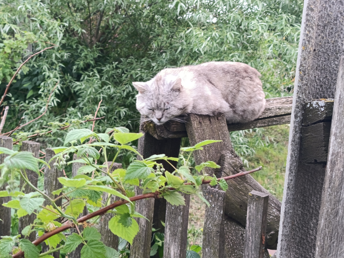 Мамин кот Димон в малиннике