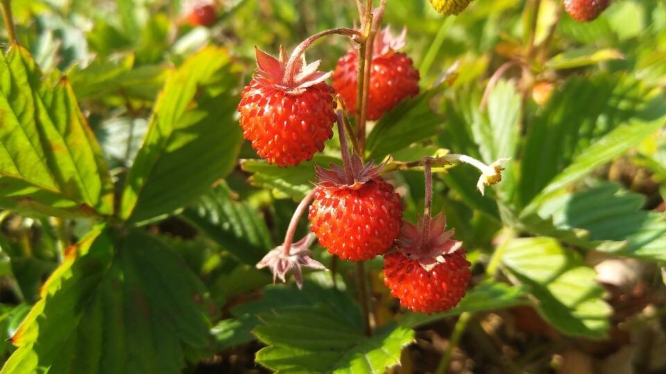    Земляника. Источник: pixabay.com