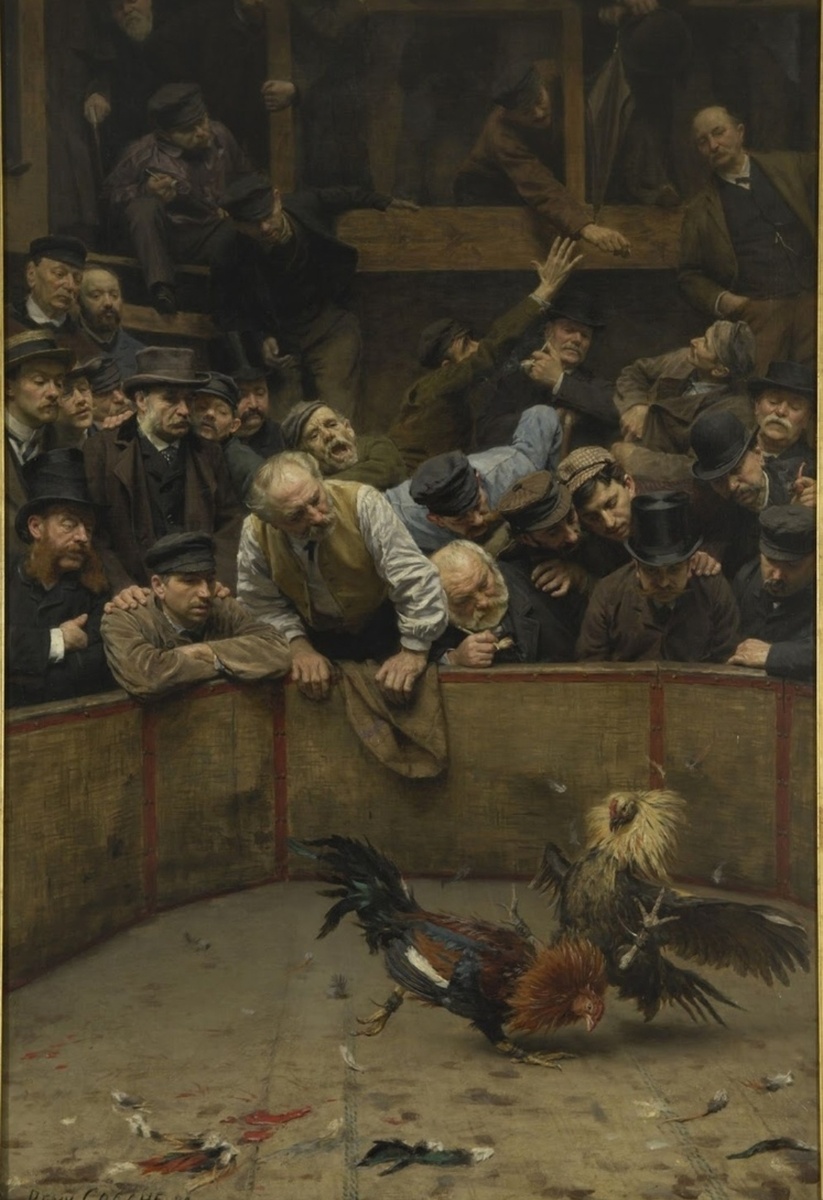 Петушиные бои 