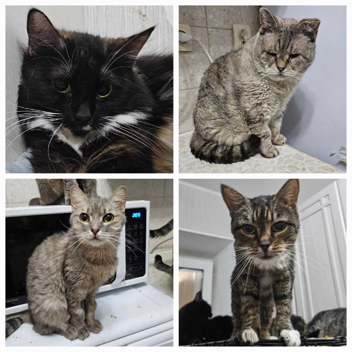 Фото автора. Наши заболевшие.