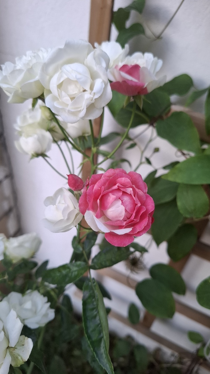 Что за чудеса творятся!