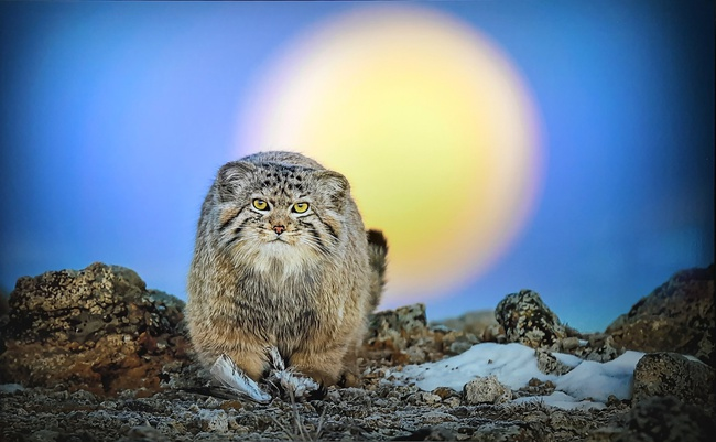 Фотографии сделаны с фотографий на выставке "Золотая черепаха"