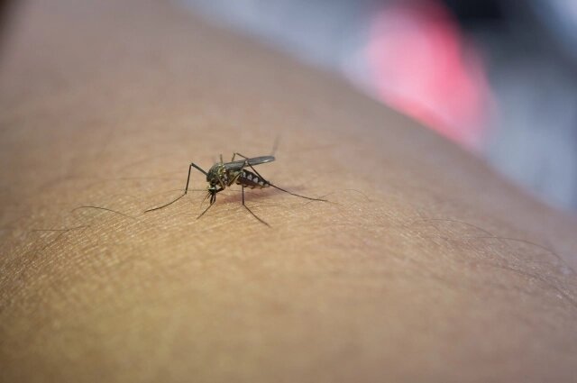    Эти комары из рода Aedes. Фото: freepik.com/ jcomp