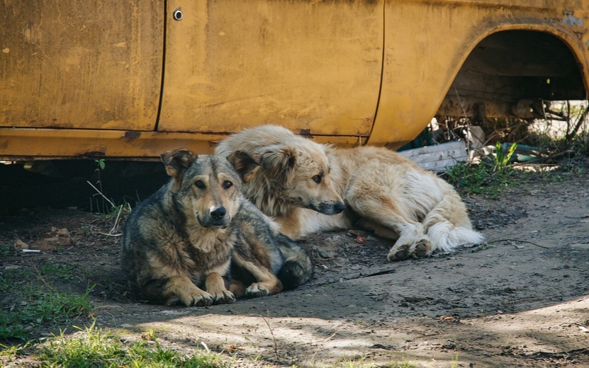  Нехватка мест в приютах-передержках приводит к катастрофическим последствиям. Фото: архив редакции